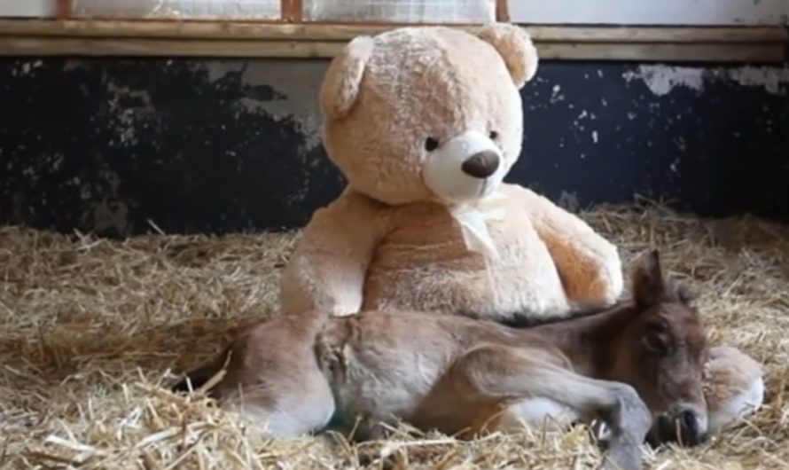 Orphaned horse finds comfort in teddy bear and warms everybody’s heart