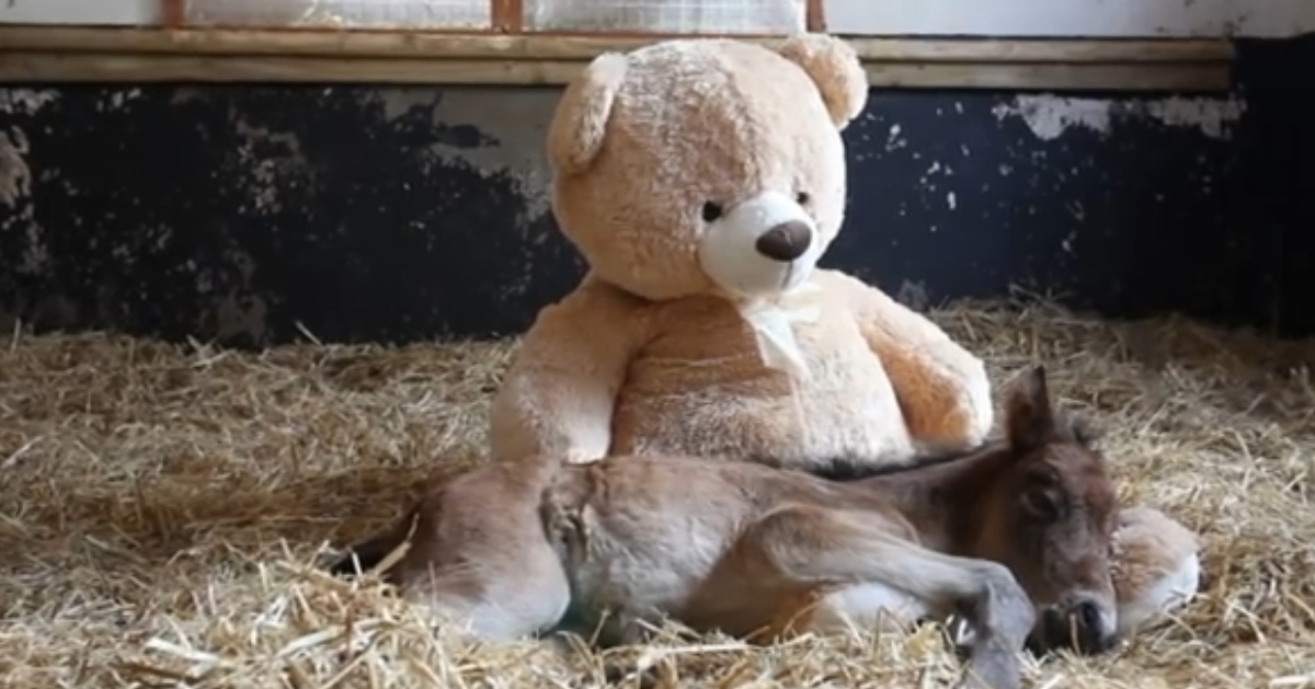 Orphaned horse finds comfort in teddy bear and warms everybody's heart