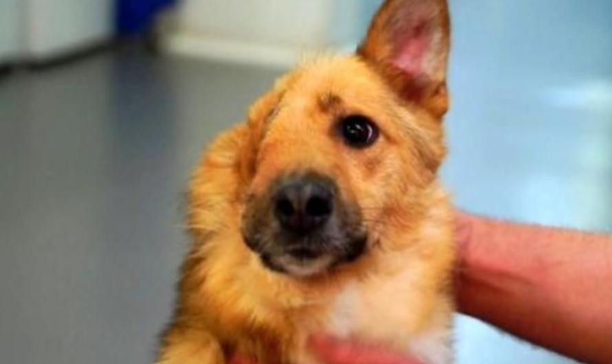 Owner Annoyed With Playful Dog Attacks Him With Shovel Slices His Skull In Half