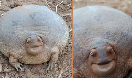 People Are Having A Difficult Time Believing This Animal Is Truly Real