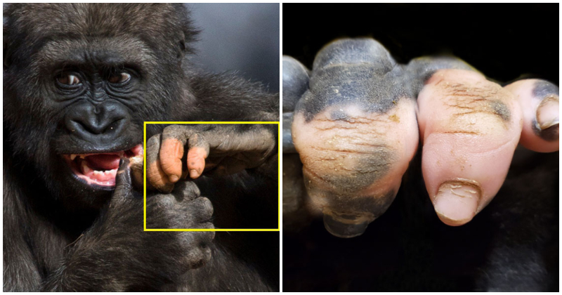 Pictures Of This Gorilla Are Going Viral Because Of Her Uniquely Human Fingers