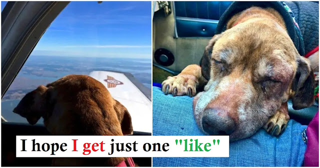 Pilot flies terminal sanctuary dog 400 miles to spend her last days with a caring family
