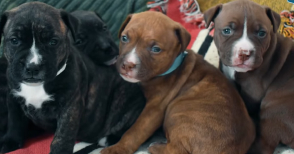 Pit Bull 'Asks' Shelter Employee To Help Her 4 Freezing Young Puppies