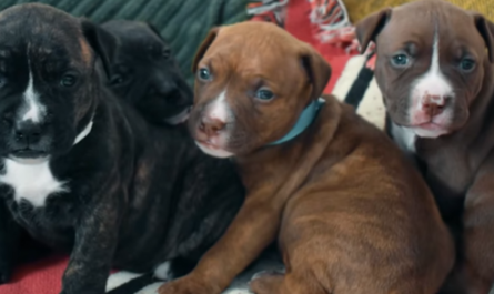 Pit Bull 'Asks' Shelter Employee To Help Her 4 Freezing Young Puppies