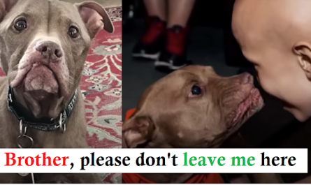 Pit Bull From Kill Shelter Notices Kid Is Sick Goes Straight For Him