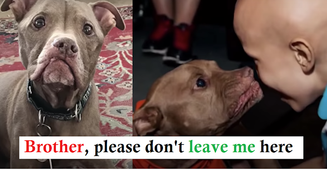 Pit Bull From Kill Shelter Notices Kid Is Sick Goes Straight For Him