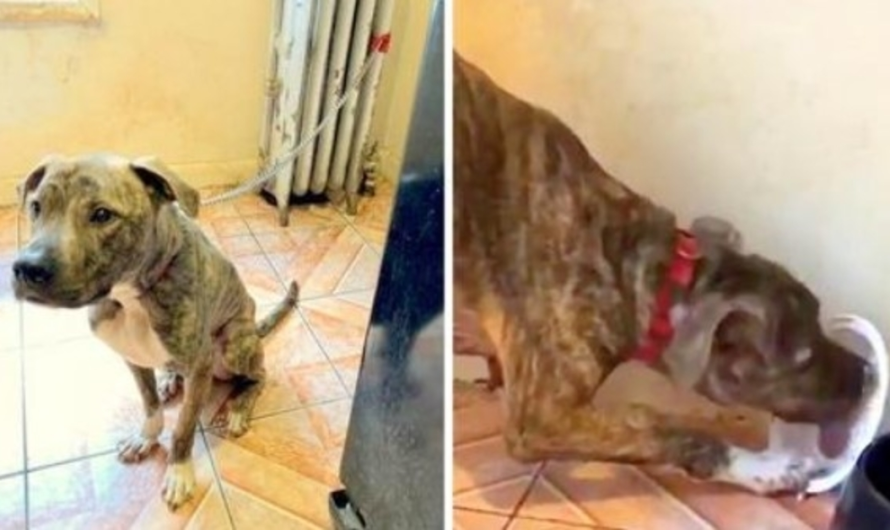 Pit Bull starved chained to radiator for 6 months, eats snow believing it’s food