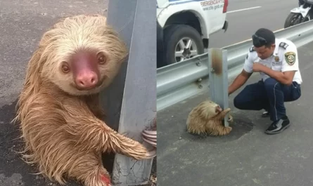 Police Come To Rescue Adorable Sloth Trapped On The Highway