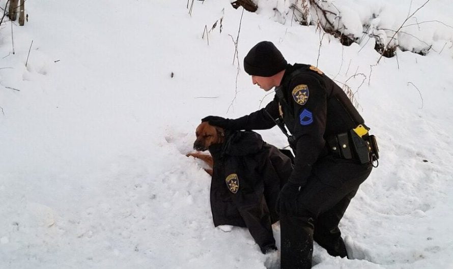 Policeman Gives Wounded Dog The Coat Off His Own Back To Help Comfort And Maintain Her Warm