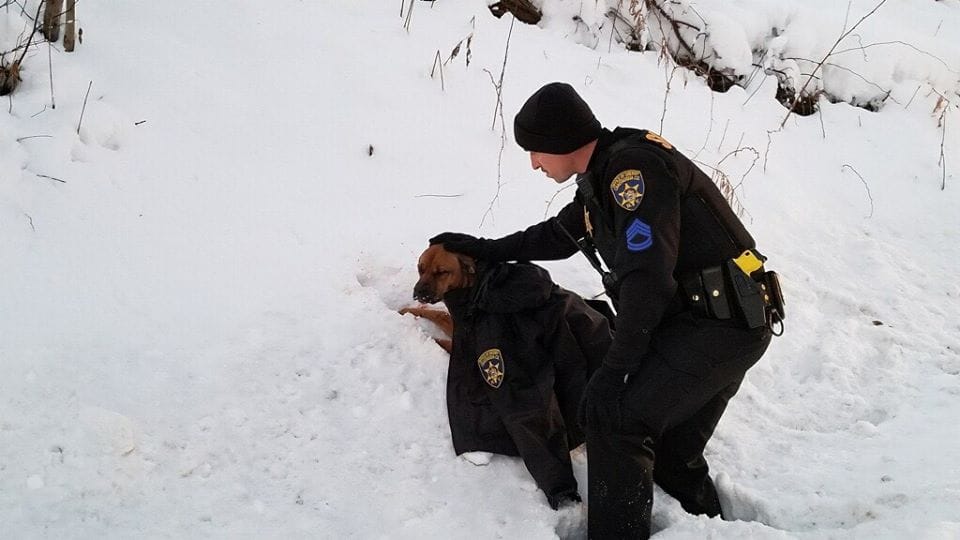 Policeman Gives Wounded Dog The Coat Off His Own Back To Help Comfort And Maintain Her Warm