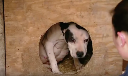Pregnant Dog Pulled From Combating Ring Right Before Giving Birth