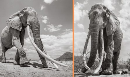 Professional Photographer Captures Last Photos Of The 'Queen Of Elephants' (14 Photos).