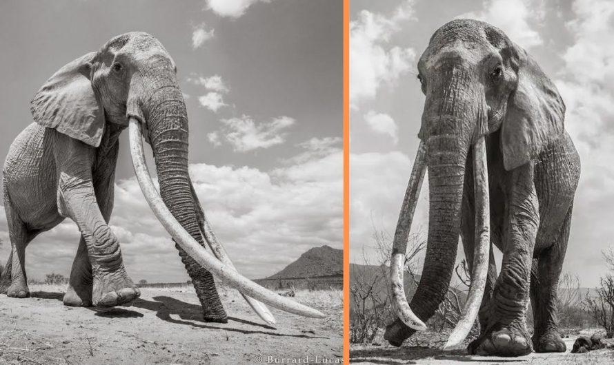 Professional Photographer Captures Last Photos Of The ‘Queen Of Elephants’ (14 Photos).