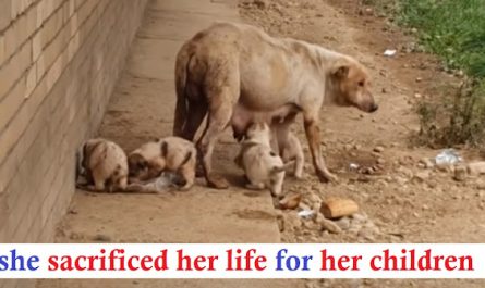 Puppies Found Cover With Blood And Injured Mother Who Couldn't Pee For Long Time