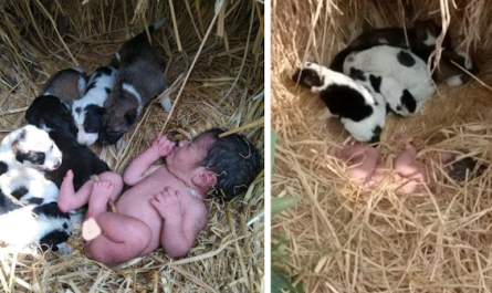 Puppies Snuggle Up To Keep Newborn Baby Warm And Alive Just Before Locals Can Spot Her
