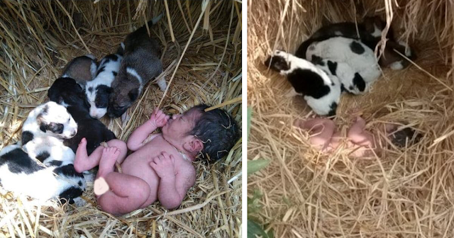 Puppies Snuggle Up To Keep Newborn Baby Warm And Alive Just Before Locals Can Spot Her