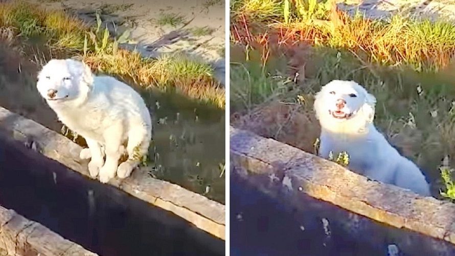 Puppy Begs A Jogger To Rescue Him, After Being Dumped In Isolated Area