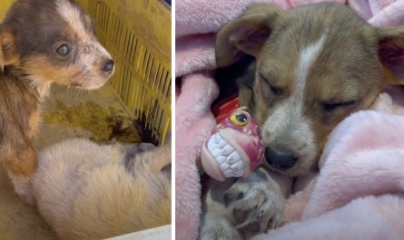 Puppy Found Beside Her Sis Would Not Have To Spend Christmas Alone