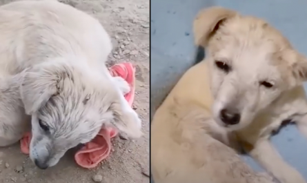 Puppy With Brain Damage, Curled Up To Hide, Could Not Lift His Head To Say Thanks To Rescuer