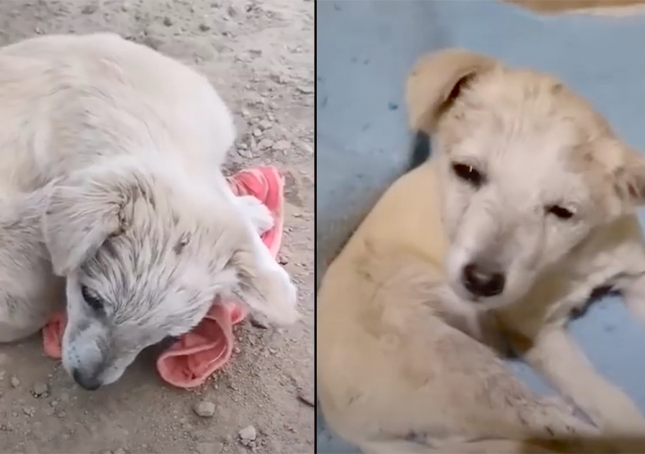 Puppy With Brain Damage, Curled Up To Hide, Could Not Lift His Head To Say Thanks To Rescuer