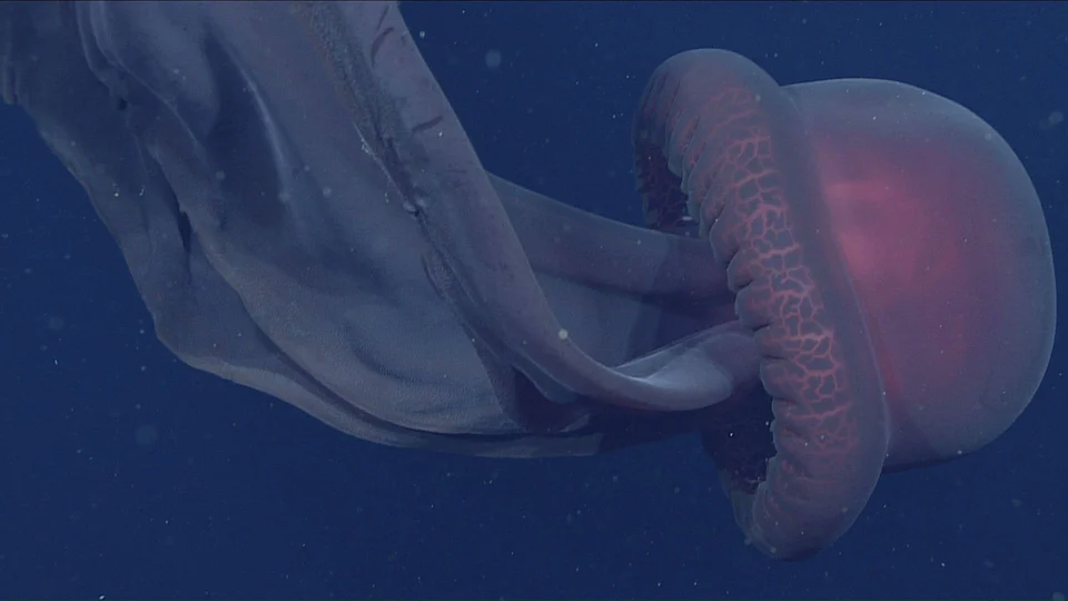Rare Images of Giant Phantom Jellyfish from 3,200 Feet Under the Sea
