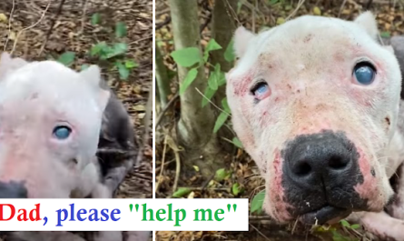 Rescuers Locate Skinniest Pit Bull Curled Up In The Woods Waiting To Be Rescued