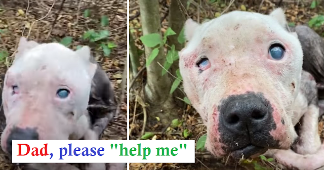 Rescuers Locate Skinniest Pit Bull Curled Up In The Woods Waiting To Be Rescued