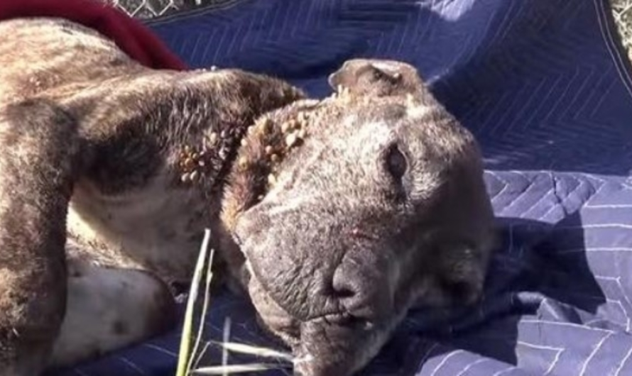 Rescuers Move Paradise And Earth To Rescue Sick Dog Left On A Bridge To Die