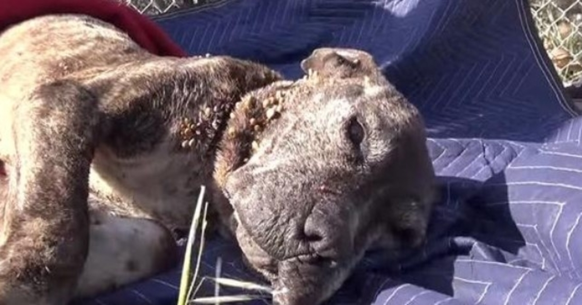 Rescuers Move Paradise And Earth To Rescue Sick Dog Left On A Bridge To Die