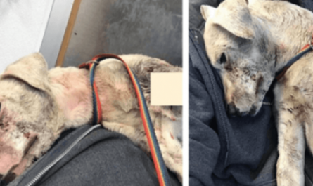 Severely Injured Dog Drags Herself Over To Jogger That Finds Her
