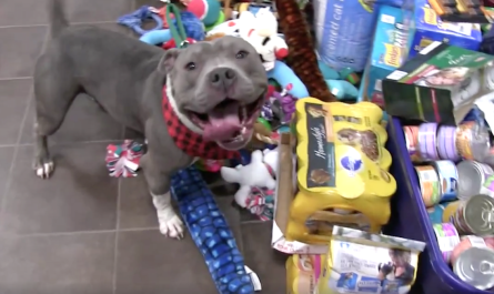 Shelter Has Their Animals Choose Presents From Under The Tree Before Christmas