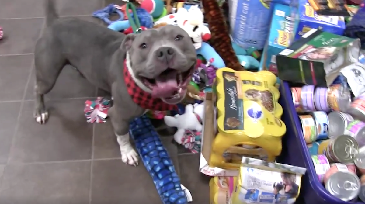 Shelter Has Their Animals Choose Presents From Under The Tree Before Christmas