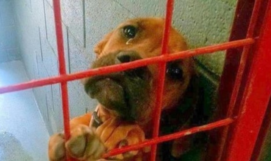 Shelter Shared Dog’s Photo Crying Real Tears As No Potential Adopter Picks Her