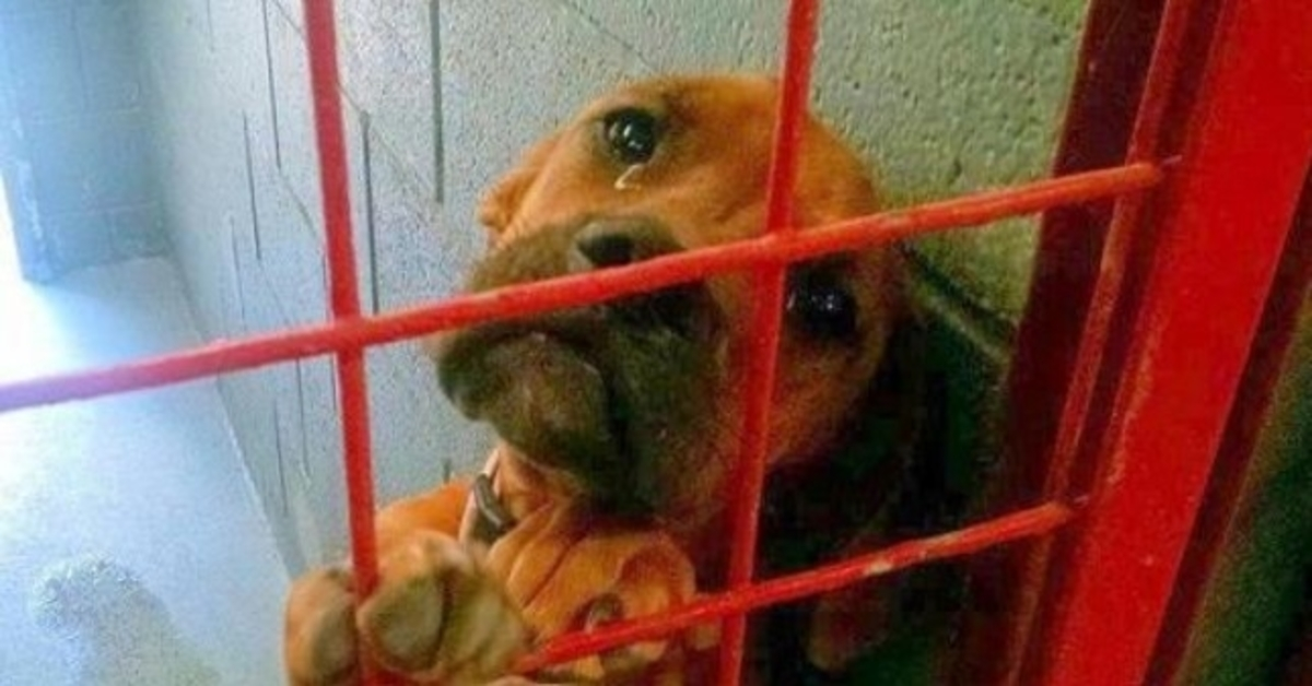 Shelter Shared Dog's Photo Crying Real Tears As No Potential Adopter Picks Her
