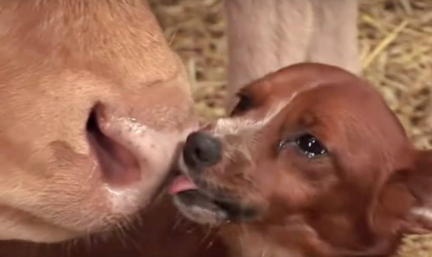 Small dog fall apart in tears when reunited with the cow who raised him