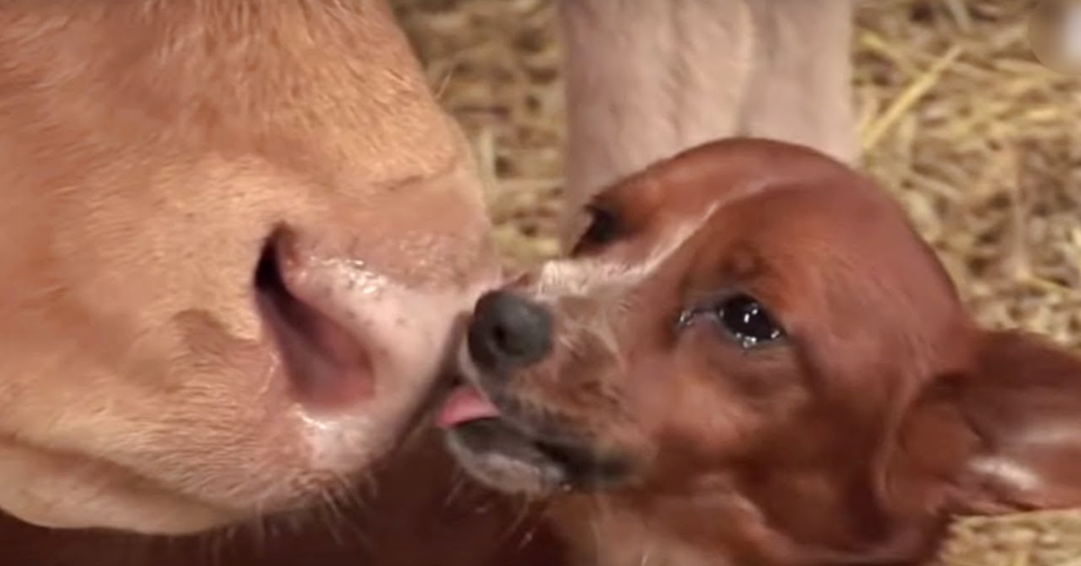 Small dog fall apart in tears when reunited with the cow who raised him