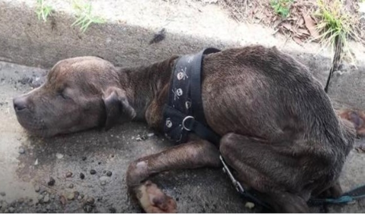 Starving Pit Bull Pup Found Dying in Gutter So Pleased Now