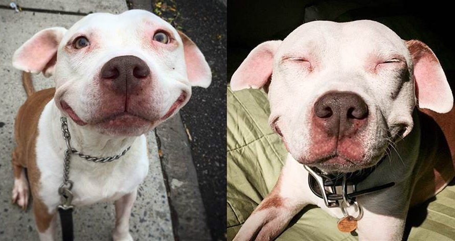 Stray Pit Bull can not stop smiling after he was saved from street