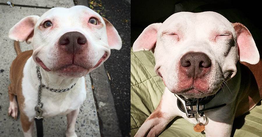 Stray Pit Bull can not stop smiling after he was saved from street