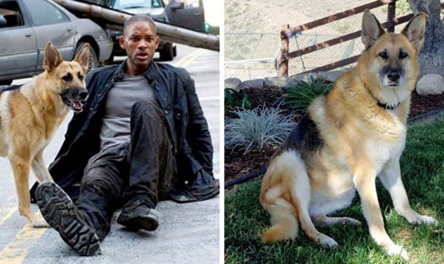 The Dog From ‘I Am Legend’ Is Right now 13, And Still The Best Friend Anyone Could Wish For