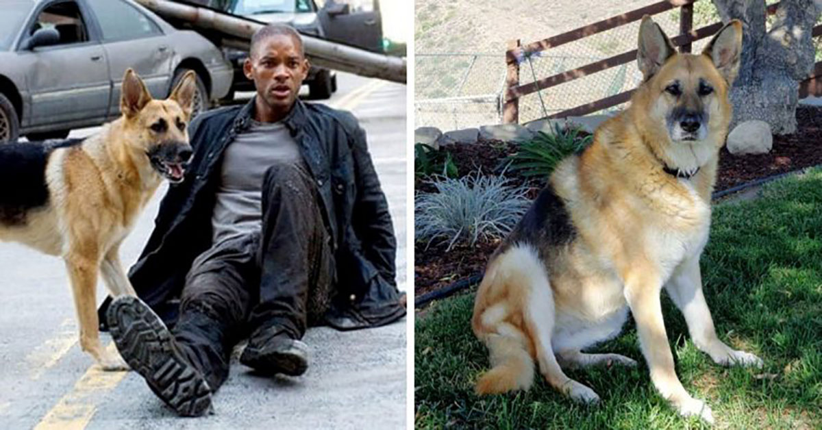 The Dog From 'I Am Legend' Is Right now 13, And Still The Best Friend Anyone Could Wish For