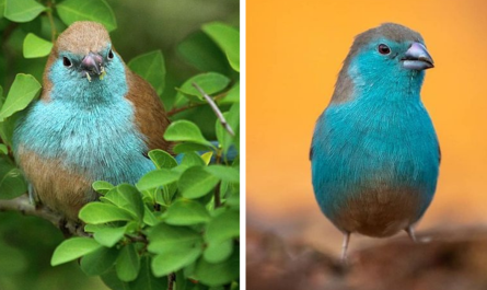The Way The Powder Blue Mixes With His Yellow colored Underpants Makes For A Beautifully Subtle Cordon bleu Of Contrasts Meet The Blue Waxbill!