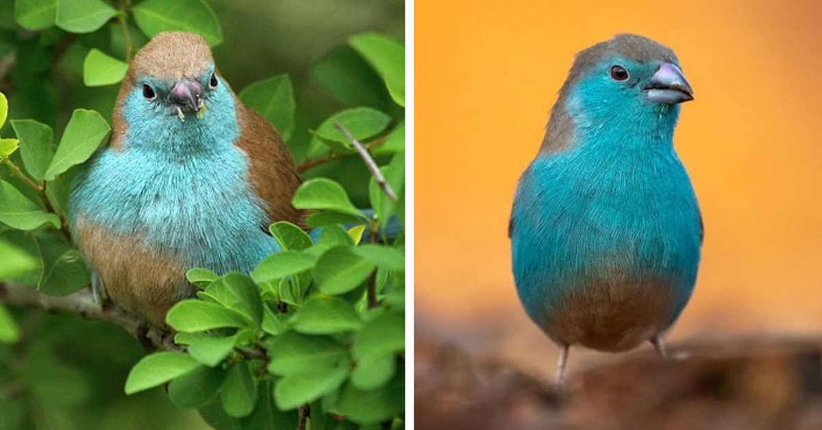 The Way The Powder Blue Mixes With His Yellow colored Underpants Makes For A Beautifully Subtle Cordon bleu Of Contrasts Meet The Blue Waxbill!