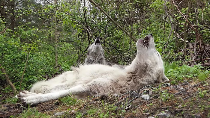 These 2 Wolves Are So Lazy That They Howl While Lying Down