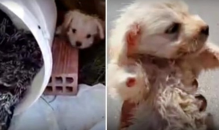 They Knew Puppy With 3 Paws Was 5 Weeks Old However They Still Left Him Alone In A Dirt Lot