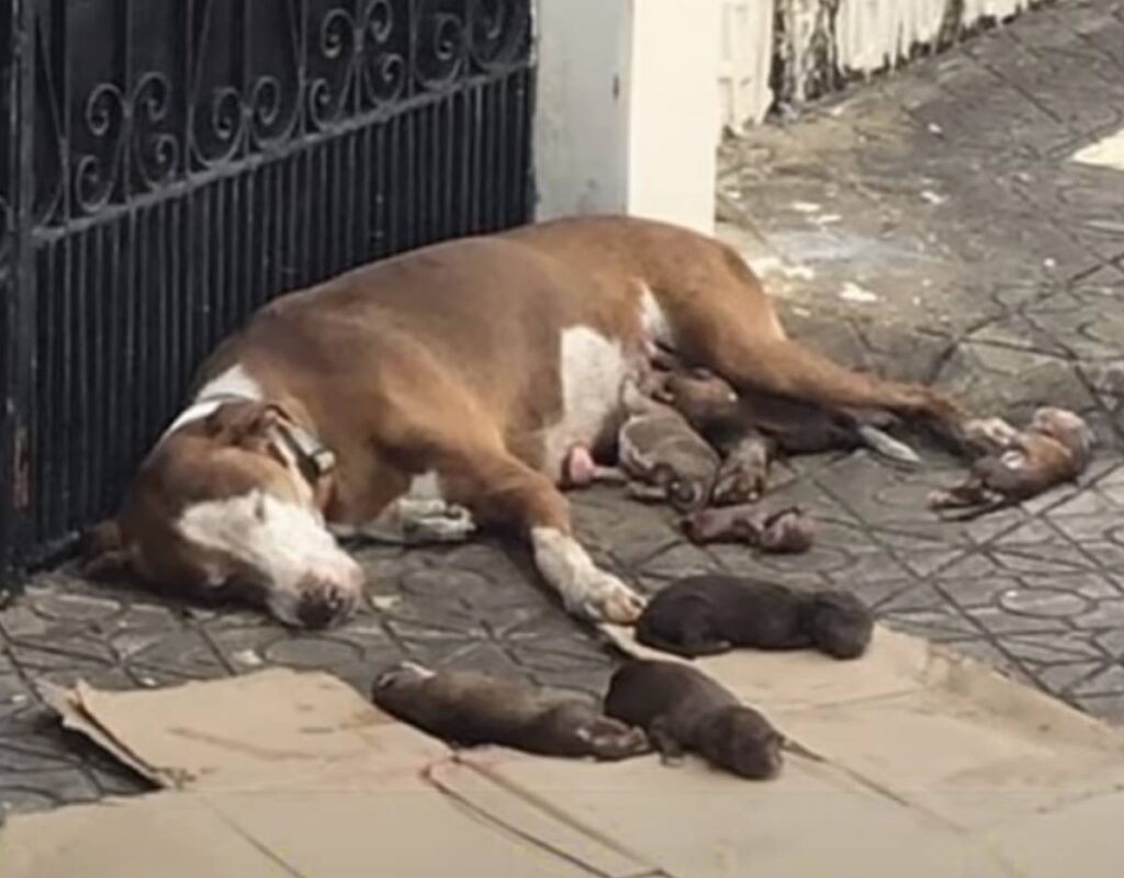They saved the dog who gave birth on the sidewalk and took care of her puppies till she died