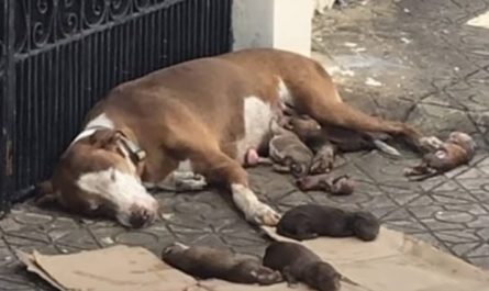 They saved the dog who gave birth on the sidewalk and took care of her puppies till she died