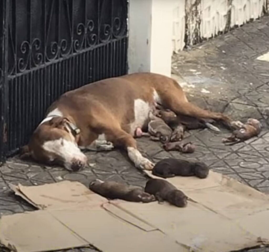 They saved the dog who gave birth on the sidewalk and took care of her ...