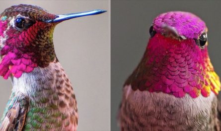 This Vivid Hummingbird Close ups Reveal Its Amazing Charm (Gallery).