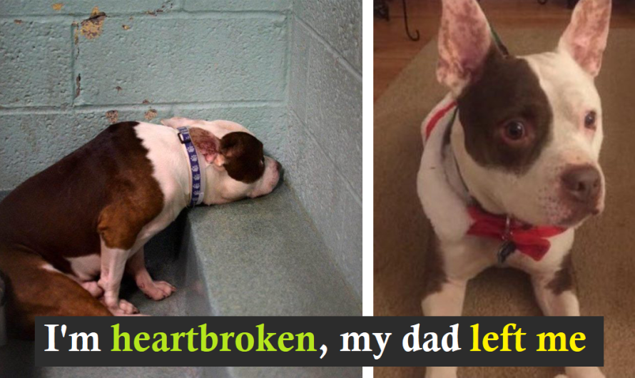 This dog left by his owners was so desperate that he was unable to bow his head